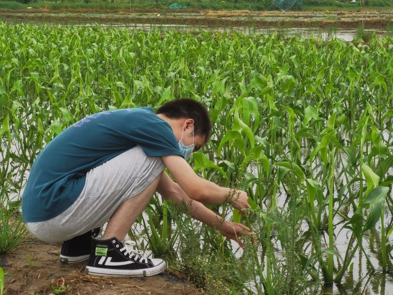 202207261658821150406067.jpg 生物与食品工程学院“青禾助农—苏州水韵“八仙”文化传承与高值综合开发”暑期社会实践团在基地观察茨实.jpg