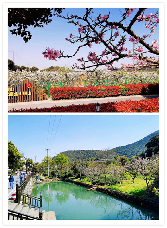 202103291616997993657350.jpg 树山梨花村美景.jpg